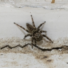 Maratus griseus (Jumping spider) at Higgins, ACT - 24 Dec 2019 by AlisonMilton