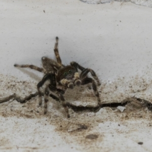 Maratus griseus at Higgins, ACT - 24 Dec 2019 03:00 PM