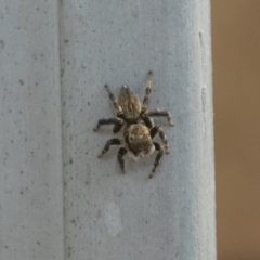 Maratus griseus (Jumping spider) at Higgins, ACT - 24 Dec 2019 by AlisonMilton