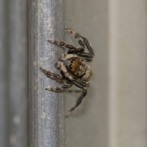 Maratus griseus at Higgins, ACT - 28 Dec 2019