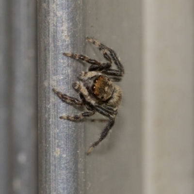 Maratus griseus (Jumping spider) at Higgins, ACT - 28 Dec 2019 by AlisonMilton