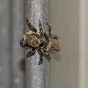 Maratus griseus at Higgins, ACT - 28 Dec 2019 04:10 PM