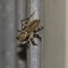 Maratus griseus at Higgins, ACT - 28 Dec 2019 04:10 PM