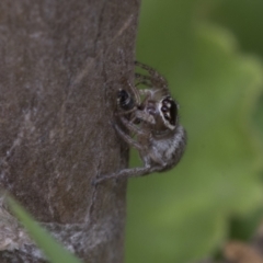 Maratus griseus at Higgins, ACT - 29 Dec 2019 02:53 PM