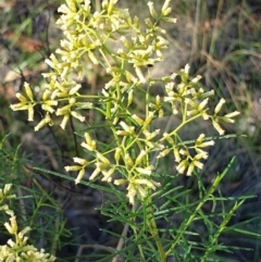 Cassinia quinquefaria (Rosemary Cassinia) at Holt, ACT - 26 Feb 2021 by drakes