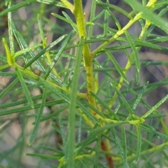 Cassinia quinquefaria at Holt, ACT - 26 Feb 2021 09:20 AM