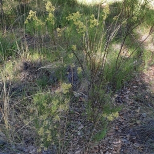 Cassinia quinquefaria at Holt, ACT - 26 Feb 2021 09:20 AM