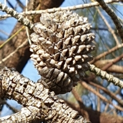 Allocasuarina verticillata (Drooping Sheoak) at Cook, ACT - 23 Feb 2021 by drakes