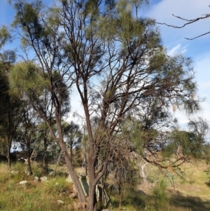 Allocasuarina verticillata at Cook, ACT - 24 Feb 2021 09:09 AM