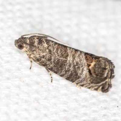 Cydia pomonella (Codling Moth) at Melba, ACT - 18 Feb 2021 by Bron