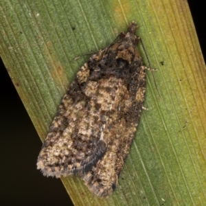 Thrincophora impletana at Melba, ACT - 18 Feb 2021 11:06 AM