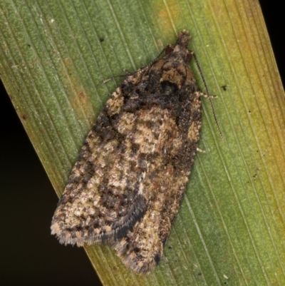 Thrincophora impletana (a Tortrix moth) at Melba, ACT - 18 Feb 2021 by Bron