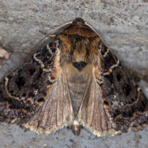 Proteuxoa sanguinipuncta at Melba, ACT - 18 Feb 2021 11:14 AM