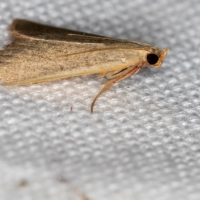 Ocrasa albidalis (A Pyralid moth) at Melba, ACT - 18 Feb 2021 by Bron
