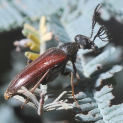 Euctenia sp. (genus) (Wedge-shaped beetle) at Crace, ACT - 28 Feb 2021 by Harrisi