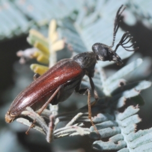 Euctenia sp. (genus) at Crace, ACT - 28 Feb 2021