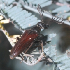 Euctenia sp. (genus) at Crace, ACT - 28 Feb 2021 11:16 AM