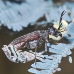 Euctenia sp. (genus) at Crace, ACT - 28 Feb 2021 11:16 AM