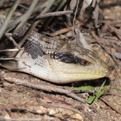 Tiliqua scincoides scincoides (Eastern Blue-tongue) at ANBG - 28 Feb 2021 by TimL