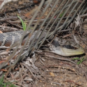 Tiliqua scincoides scincoides at Acton, ACT - 28 Feb 2021