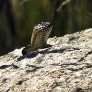 Egernia cunninghami at Paddys River, ACT - 28 Feb 2021