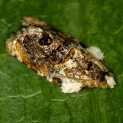 Acroceuthes metaxanthana (Dog-faced Bell Moth) at Melba, ACT - 30 Nov 2011 by Bron