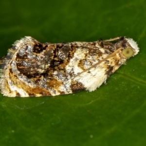 Acroceuthes metaxanthana at Melba, ACT - 1 Dec 2011