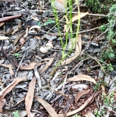 Wahlenbergia sp. (Bluebell) at Gossan Hill - 26 Feb 2021 by goyenjudy