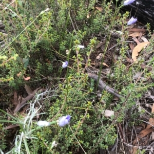 Wahlenbergia sp. at Bruce, ACT - 27 Feb 2021 10:15 AM