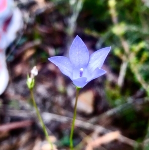 Wahlenbergia sp. at Bruce, ACT - 27 Feb 2021 10:15 AM