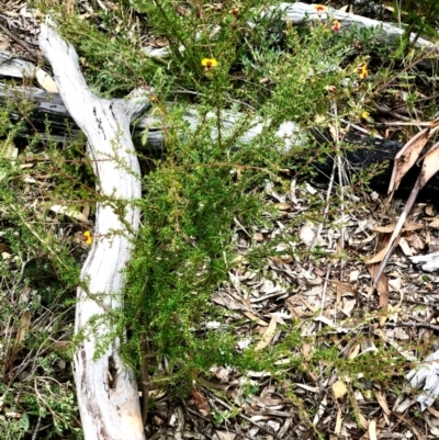 Dillwynia sp. at Bruce, ACT - 27 Feb 2021 by goyenjudy