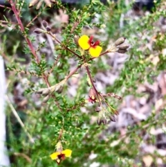 Dillwynia sp. at Bruce, ACT - 27 Feb 2021