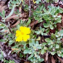 Hibbertia obtusifolia (Grey Guinea-flower) at Bruce, ACT - 26 Feb 2021 by goyenjudy