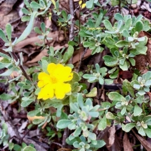 Hibbertia obtusifolia at Bruce, ACT - 27 Feb 2021