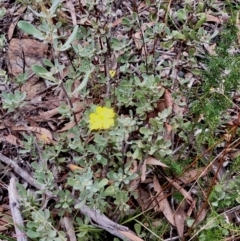 Hibbertia obtusifolia at Bruce, ACT - 27 Feb 2021 10:17 AM