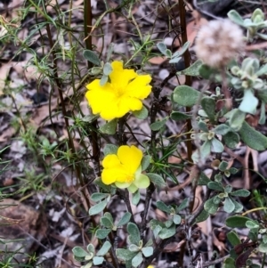 Hibbertia obtusifolia at Bruce, ACT - 27 Feb 2021