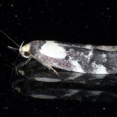 Palimmeces leucopelta (A concealer moth) at Ainslie, ACT - 27 Feb 2021 by jb2602