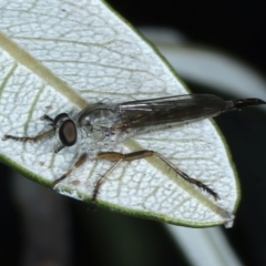 Cerdistus sp. (genus) (Yellow Slender Robber Fly) at Ainslie, ACT - 27 Feb 2021 by jbromilow50