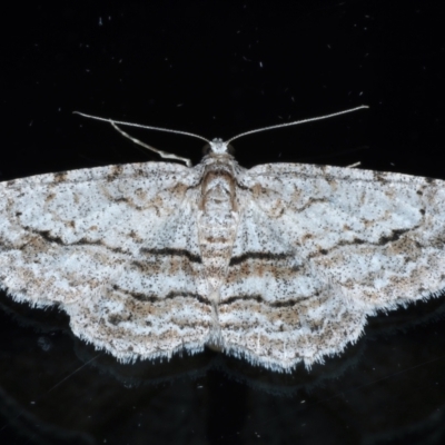 Didymoctenia exsuperata (Thick-lined Bark Moth) at Ainslie, ACT - 27 Feb 2021 by jb2602