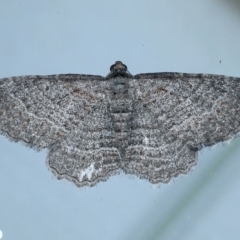 Unplaced squamulata (Scaled Carpet) at Ainslie, ACT - 28 Feb 2021 by jb2602