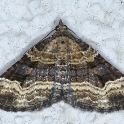 Epyaxa subidaria (Subidaria Moth) at Ainslie, ACT - 27 Feb 2021 by jb2602