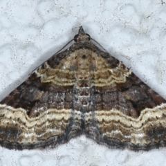 Epyaxa subidaria (Subidaria Moth) at Ainslie, ACT - 27 Feb 2021 by jbromilow50