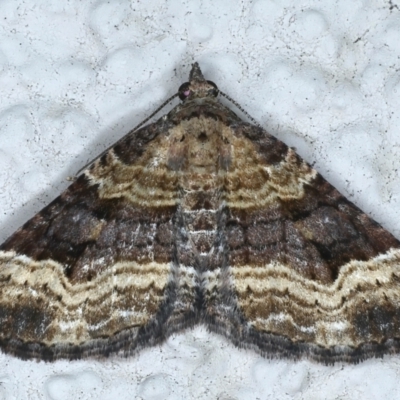 Epyaxa subidaria (Subidaria Moth) at Ainslie, ACT - 27 Feb 2021 by jbromilow50