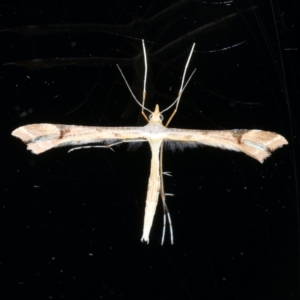 Sinpunctiptilia emissalis at Ainslie, ACT - 27 Feb 2021