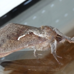 Elhamma australasiae (A Swift or Ghost moth (Hepialidae)) at Ainslie, ACT - 28 Feb 2021 by jbromilow50
