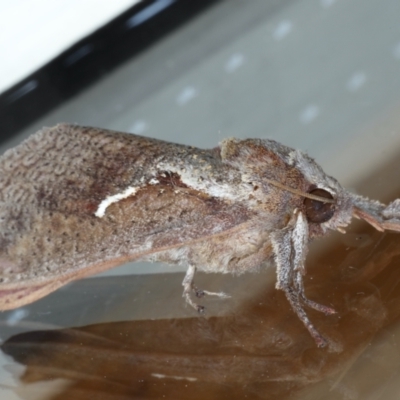 Elhamma australasiae (A Swift or Ghost moth (Hepialidae)) at Ainslie, ACT - 28 Feb 2021 by jb2602