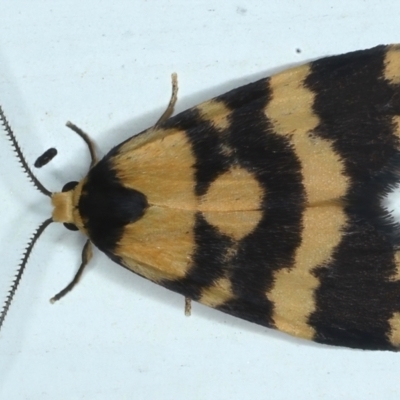 Thallarcha partita (Dark-banded Footman) at Ainslie, ACT - 27 Feb 2021 by jbromilow50