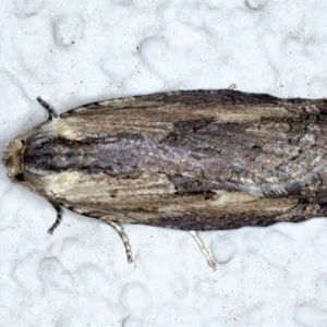 Cryptoptila immersana at Ainslie, ACT - 26 Feb 2021