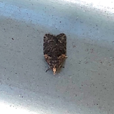 Capua intractana (A Tortricid moth) at Aranda, ACT - 28 Feb 2021 by KMcCue