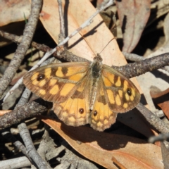 Geitoneura klugii (Marbled Xenica) at Gibraltar Pines - 28 Feb 2021 by MatthewFrawley